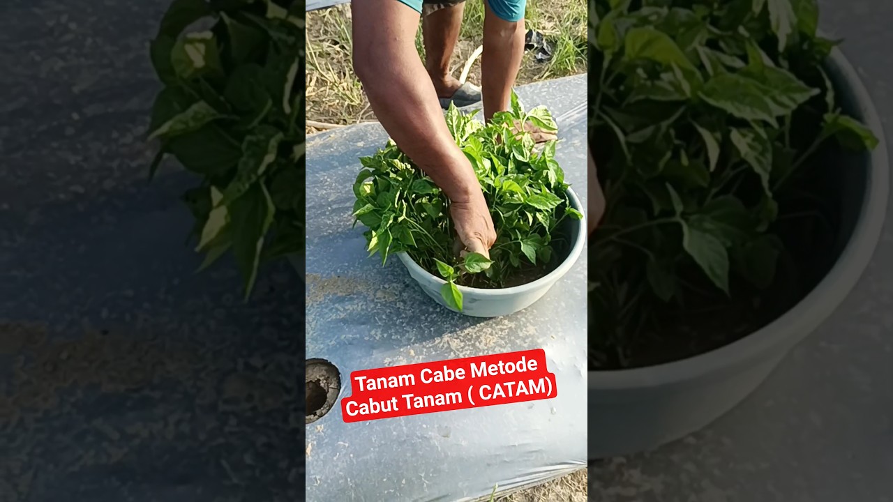 Anti Gagal❌Cara Tanam Cabe metode CATAM ( Cabut Tanam)#cabeunggul #pupukorganik