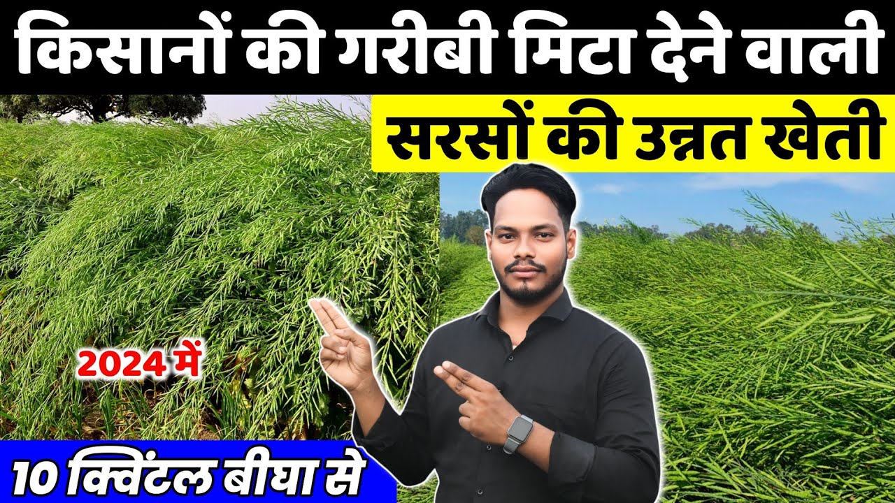 सरसों की खेती🌱Sarso ki kheti kab aur kaise karen🌾 A to Z जानकारी | Mustard farming