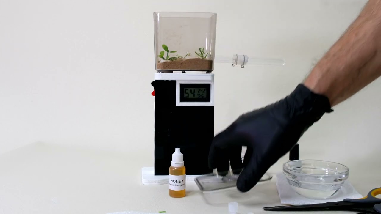How to feed your ants Organic Honey and Protein Jelly?