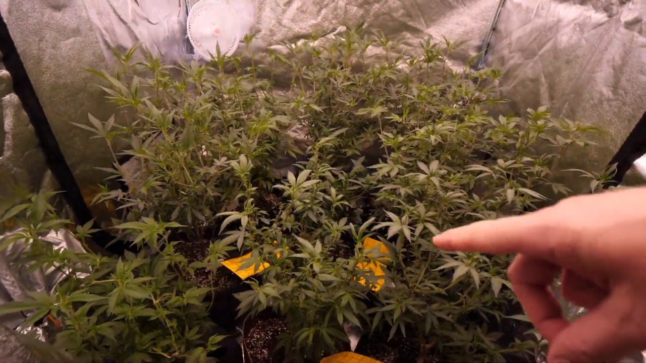 Optic Led Garden Leaf Strip Time - Slim 600h, Slim 320H and Optic 6