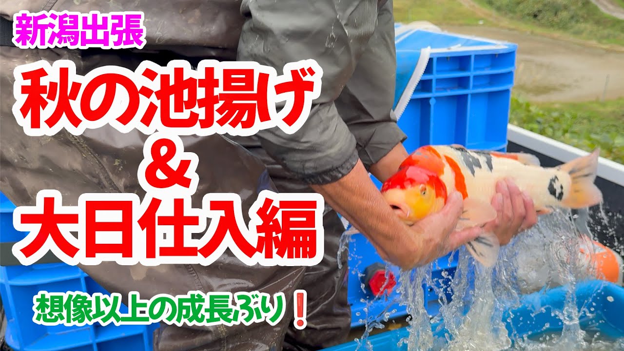 【錦鯉】新潟出張後編✨秋の池揚げ&大日養鯉場に行ってきました❗️#錦鯉 #錦鯉販売 #錦鯉入荷 #池揚げ #野池 #大日養鯉場 #高野三色#koi #koifish