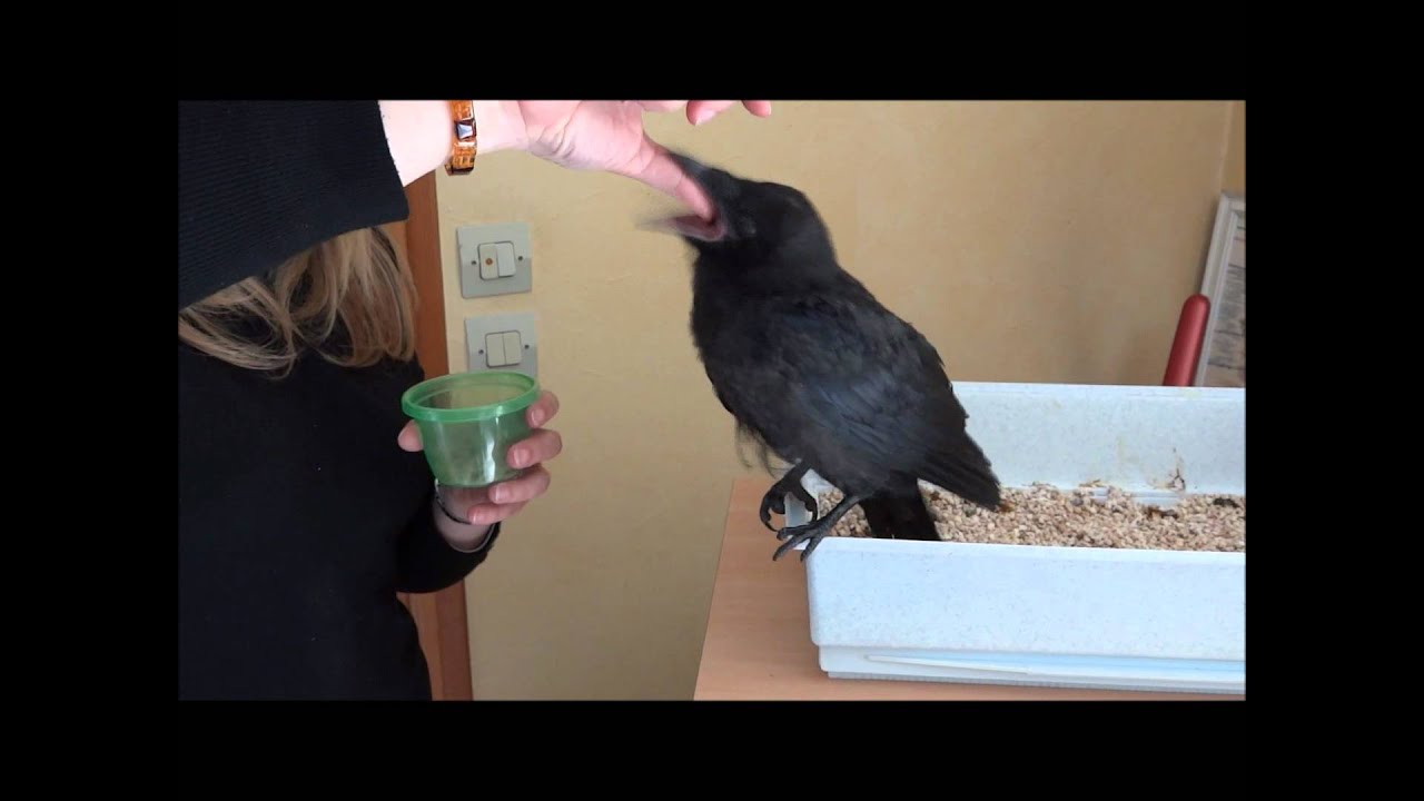 Nourrisage de jeune corbeau