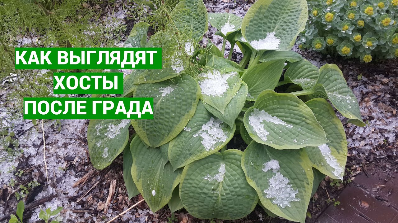 Хосты и град