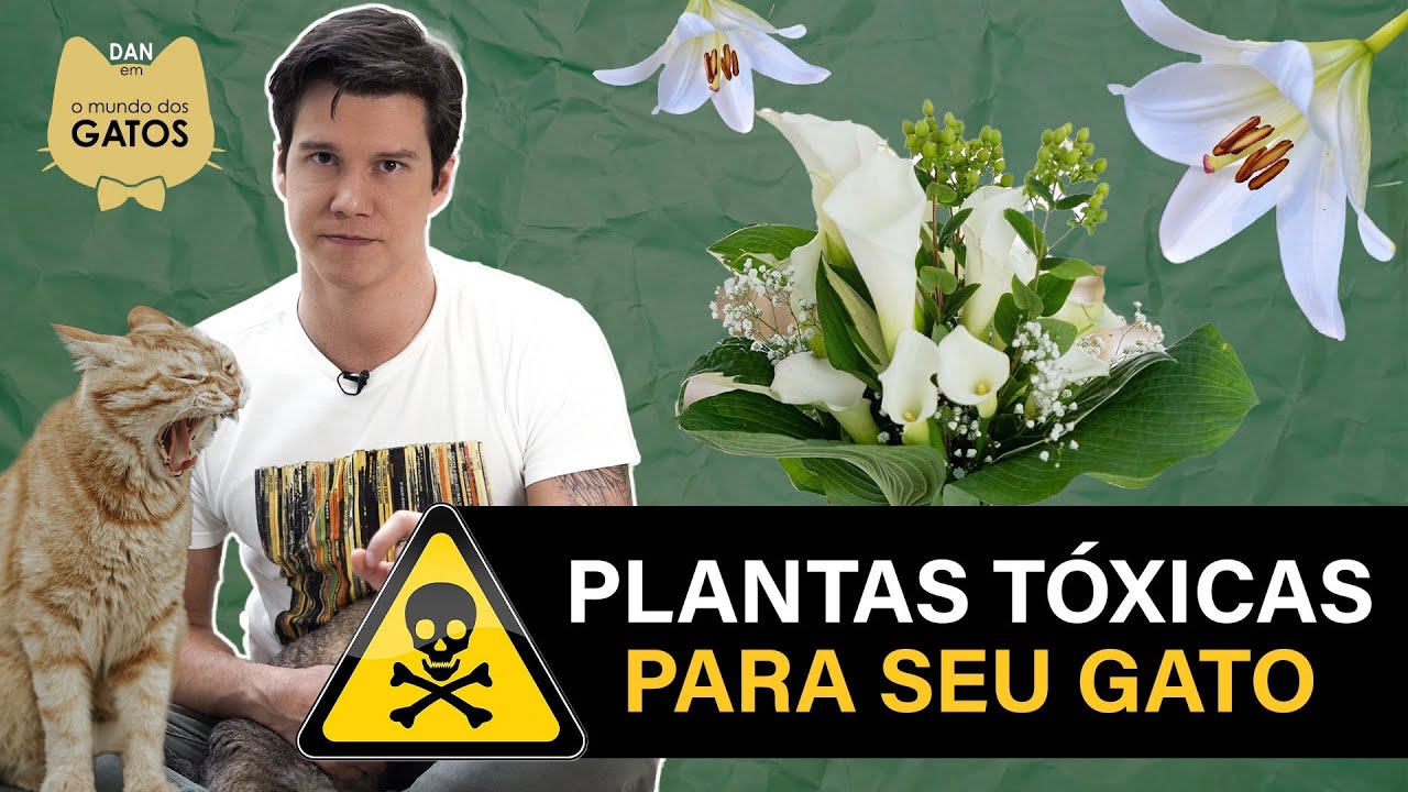 PLANTAS TÓXICAS E PERIGOSAS PARA SEU GATO | Dan em o Mundo dos Gatos