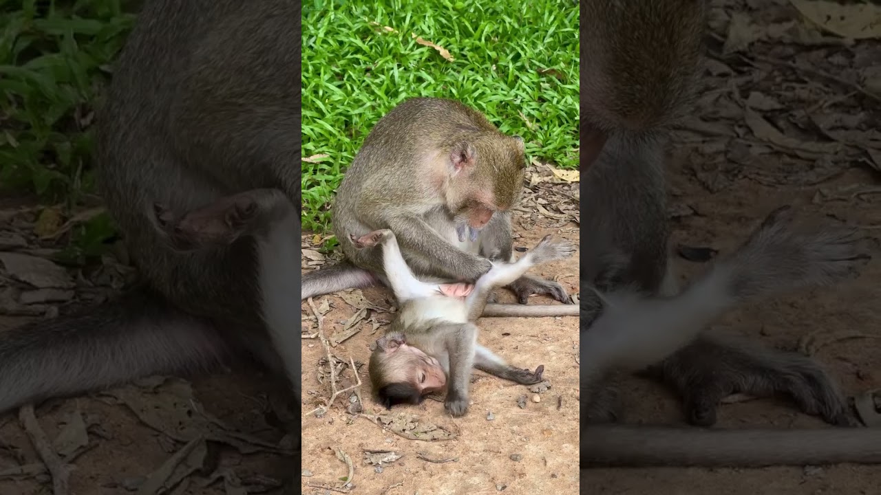 EP.5 Monkey's finding lice