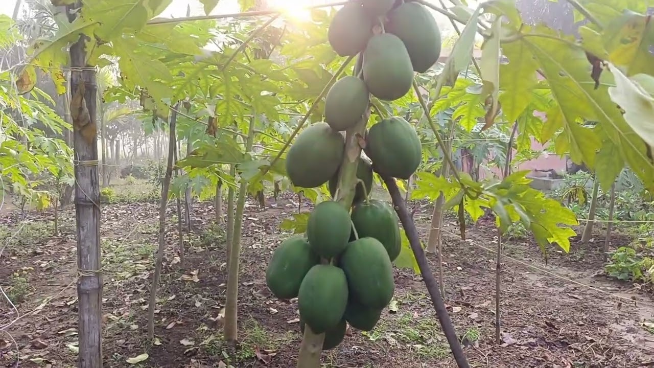 Organic farming #kitchengarden  #papaya #jaivikbihar 