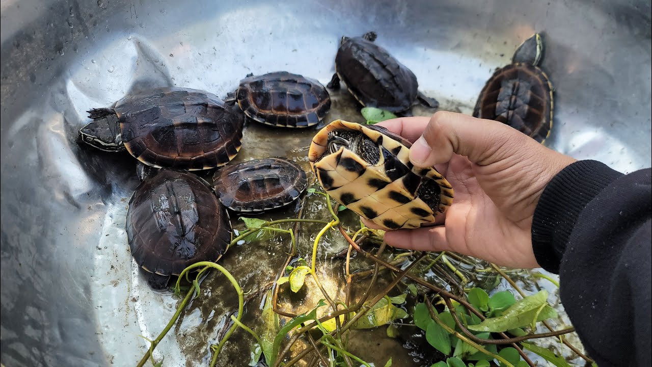 Catch beautiful turtles in a small pond: There are many turtles.