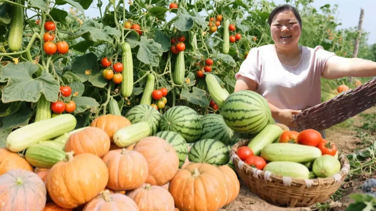 【陕北霞姐】雨后菜园大丰收！霞姐带娃摘丝瓜番茄，瓜果挂满棚架太喜人！