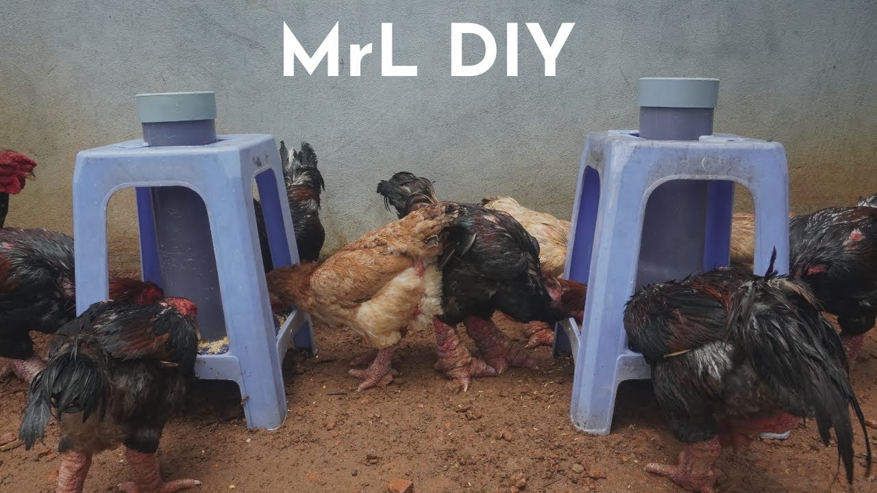 ✅ Make an automatic feeding trough for chickens from an old plastic chair. Luu | Birds & Garden life