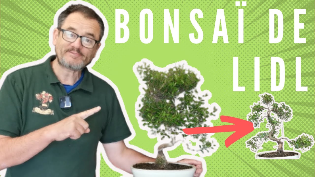 BONSAI SYZYGIUM (cerisier d'Australie)