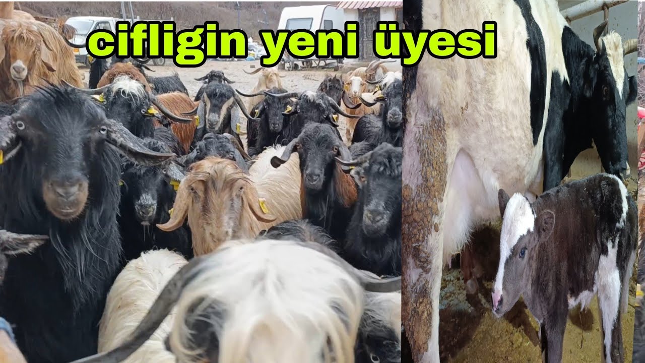 KEÇİLER YEM YEMEK İÇİN ÇOK SABIRSIZLAR İNEGİMİZ DOGUM YAPTI 