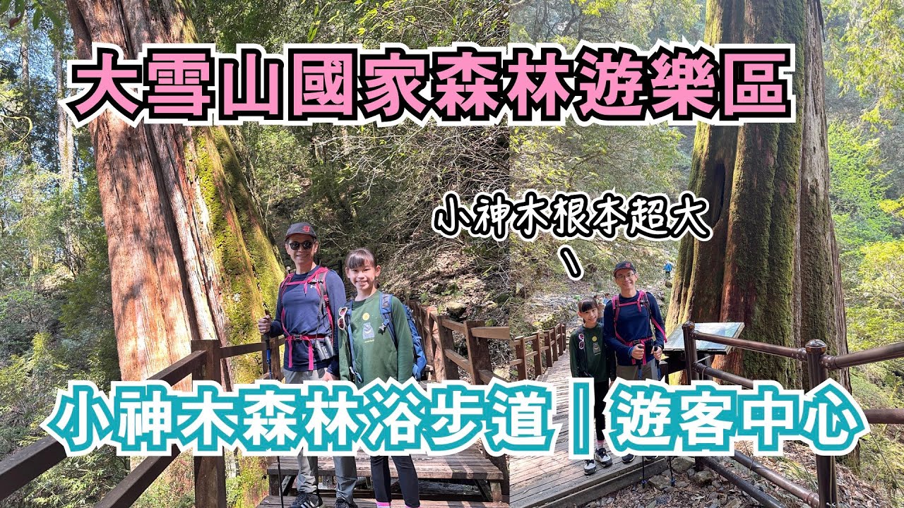大雪山森林遊樂區｜小神木森林浴步道+遊客中心⛰️ 小神木和雪山神木有什麼不同？小神木一點也不小！夏天避暑，親子輕鬆健行｜台中景點