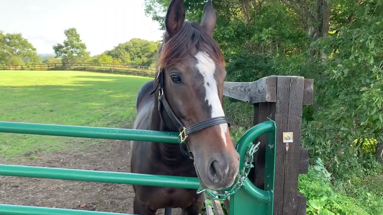 人懐っこい？オジュウチョウサン Oju Chosan is friendly?