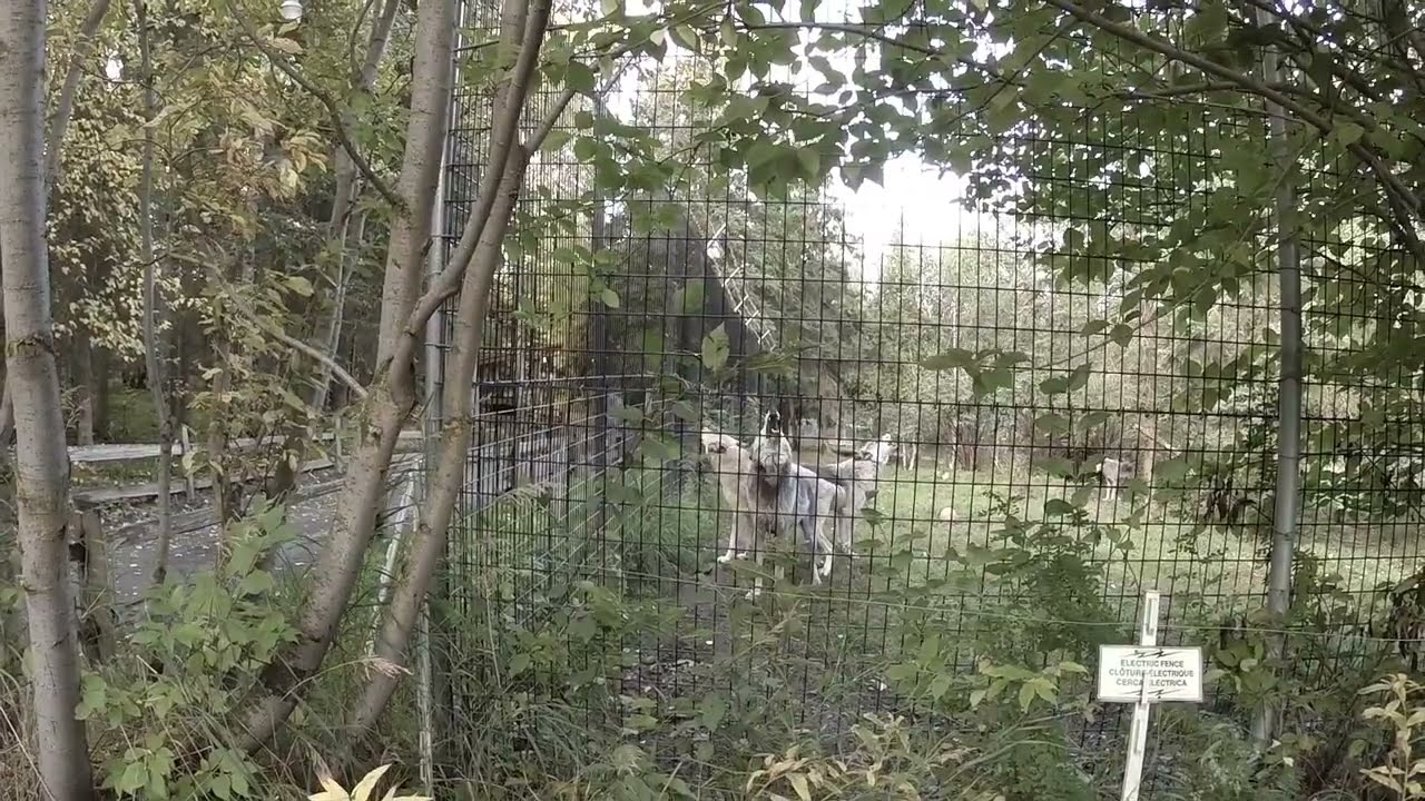 Goodbye to the Alaska Zoo Wolf Pack, RIP 2006-2022