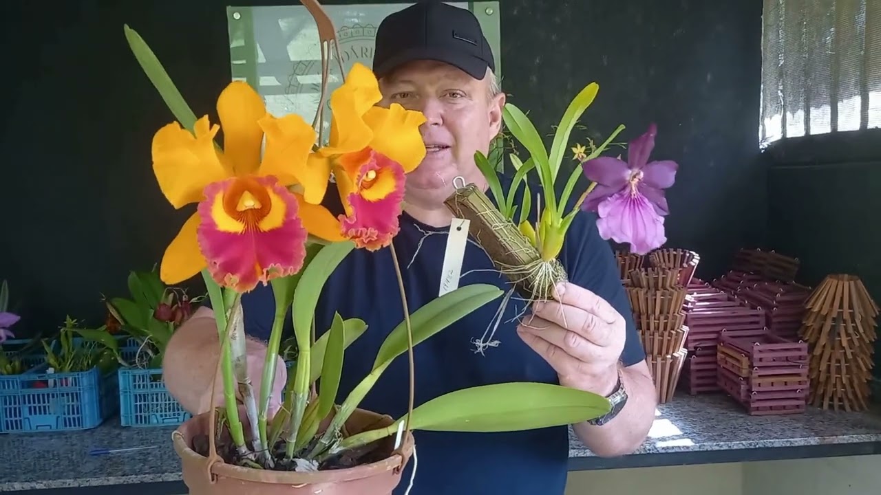 VÍDEO DE VENDAS - ORQUÍDEAS INCRÍVEIS!