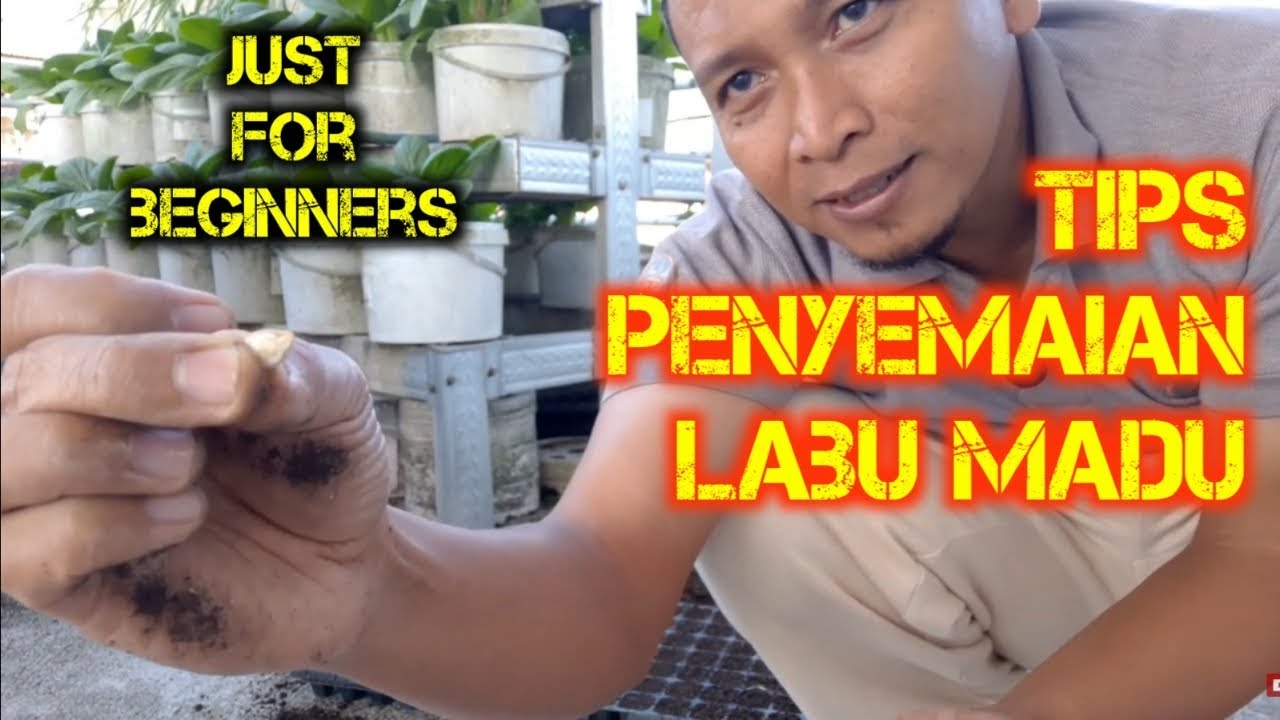 Tips Menyemai Labu Madu