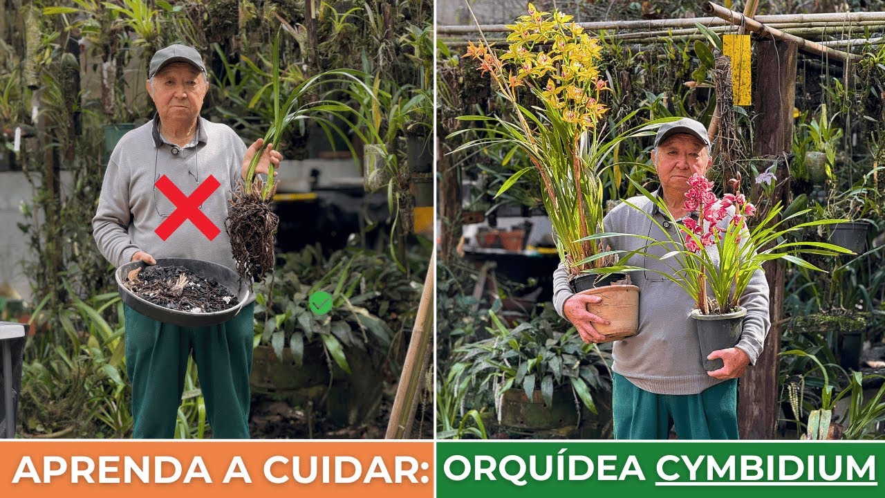 COMO CUIDAR DA ORQUÍDEA CYMBIDIUM - MASUJI KAYASIMA