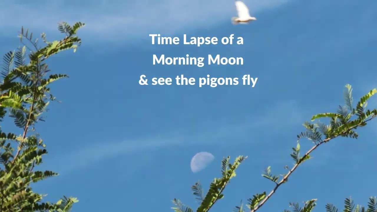 Early morning moon Time-lapse with an Eagle somewhere #timelapse #morningmotivation #moon