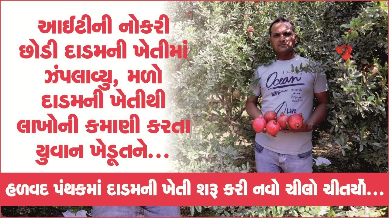 Pomegranate Farming: ITની નોકરી છોડી ખેતીમાં ઝંપલાવ્યુ, મળો દાડમની ખેતીથી લાખો કમાનારા યુવા ખેડૂતને