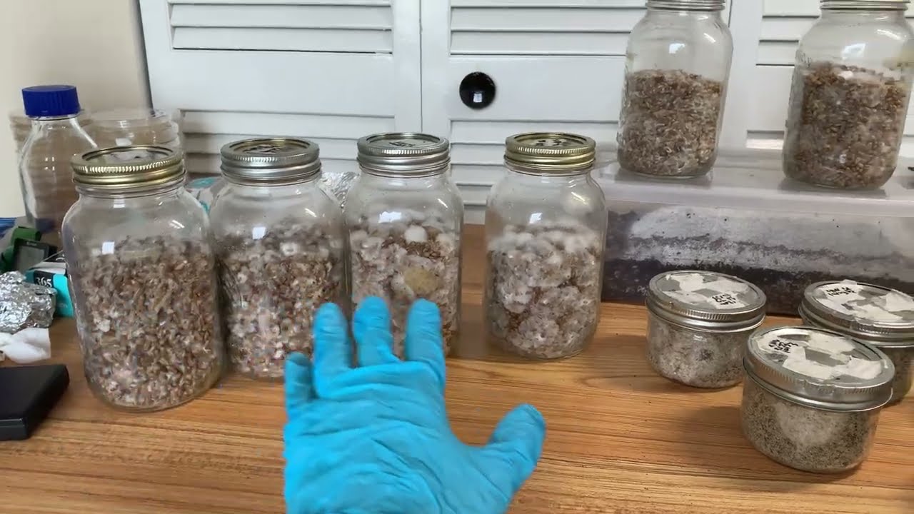 Flash Prep Rye vs Soak-Boil, Double-Shaken Grains Update and State of the Grow