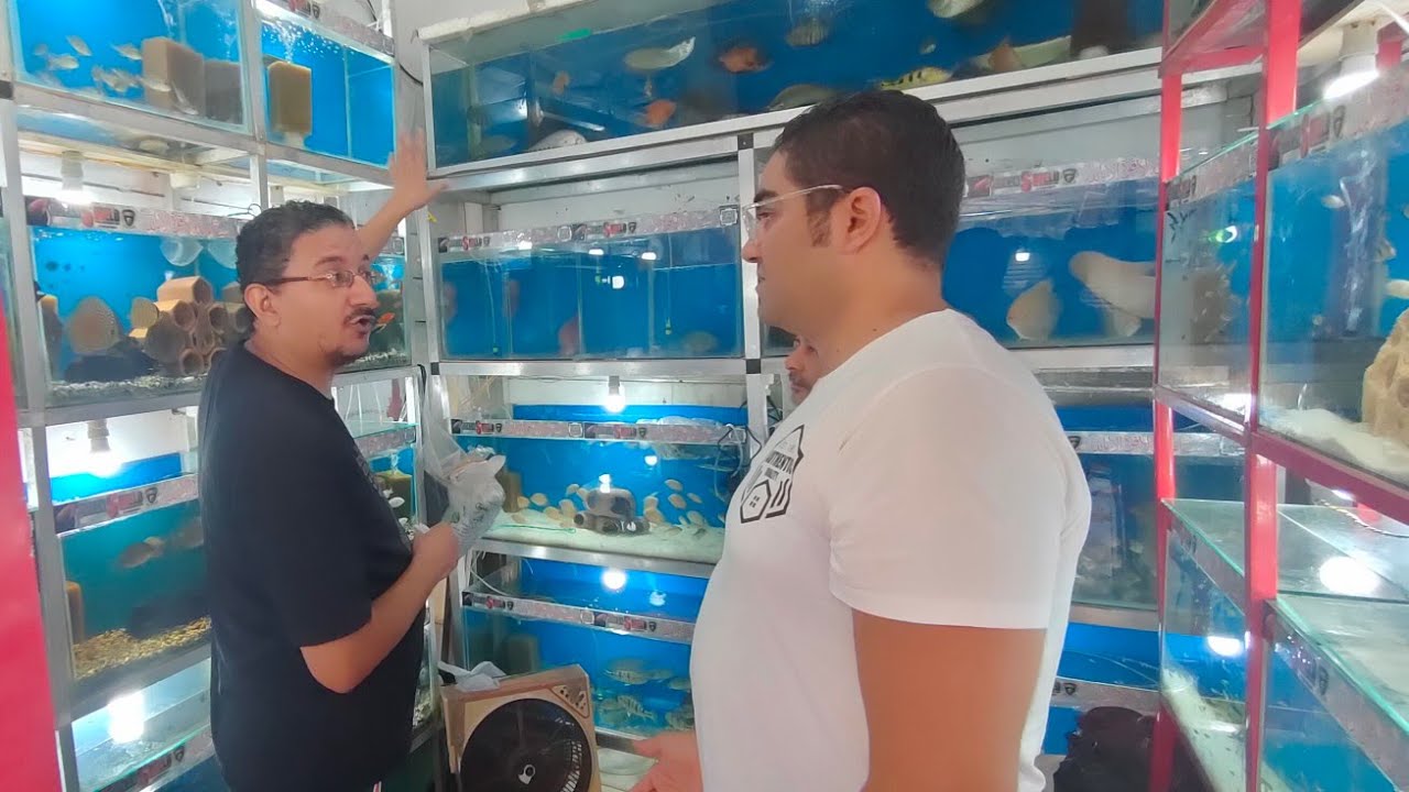 دكان شيلد سوق الجمعه بالسيدة عائشة الجزء الثاني اسماك الزينه 🇪🇬🐠🦐🐬🦈🦈🐟🐟📢