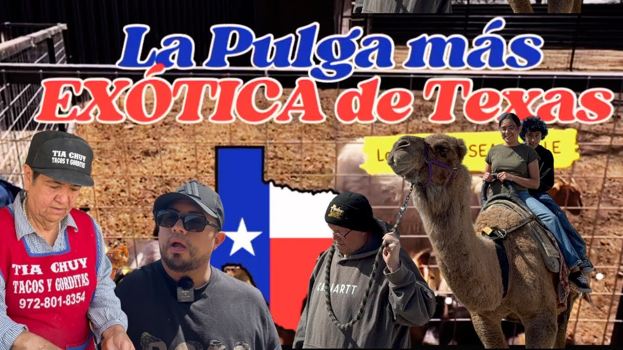 LA PULGA MAS EXOTICA DE TEXAS | CAMELLOS EN SEAGOVILLE,TX