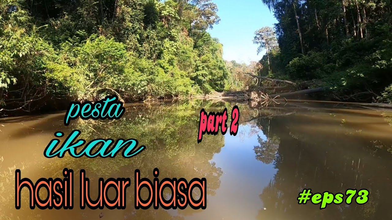 tahan jaring ikan sungai hasil luar biasa padu (part 2) (#eps73)
