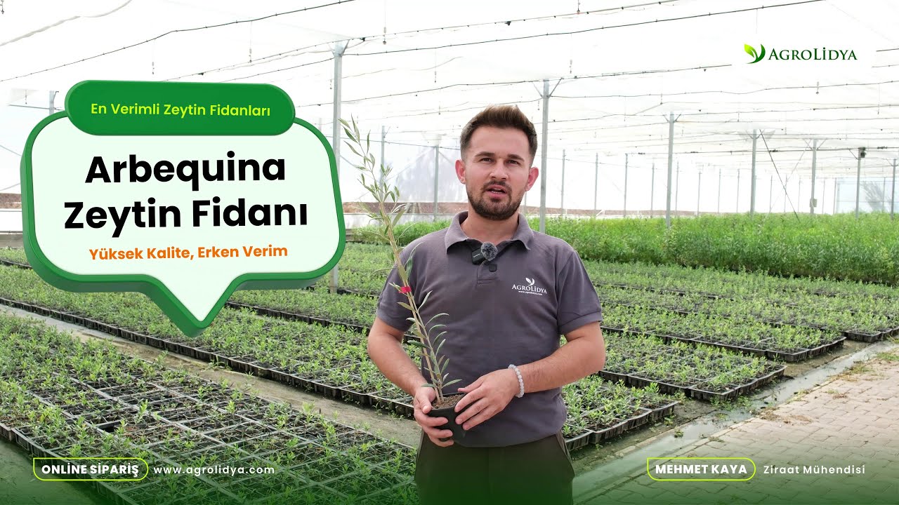 En Verimli Zeytin Fidanları - Arbequina Zeytin Fidanı #arbequina #zeytinfidanı #zeytinyağı #zeytin