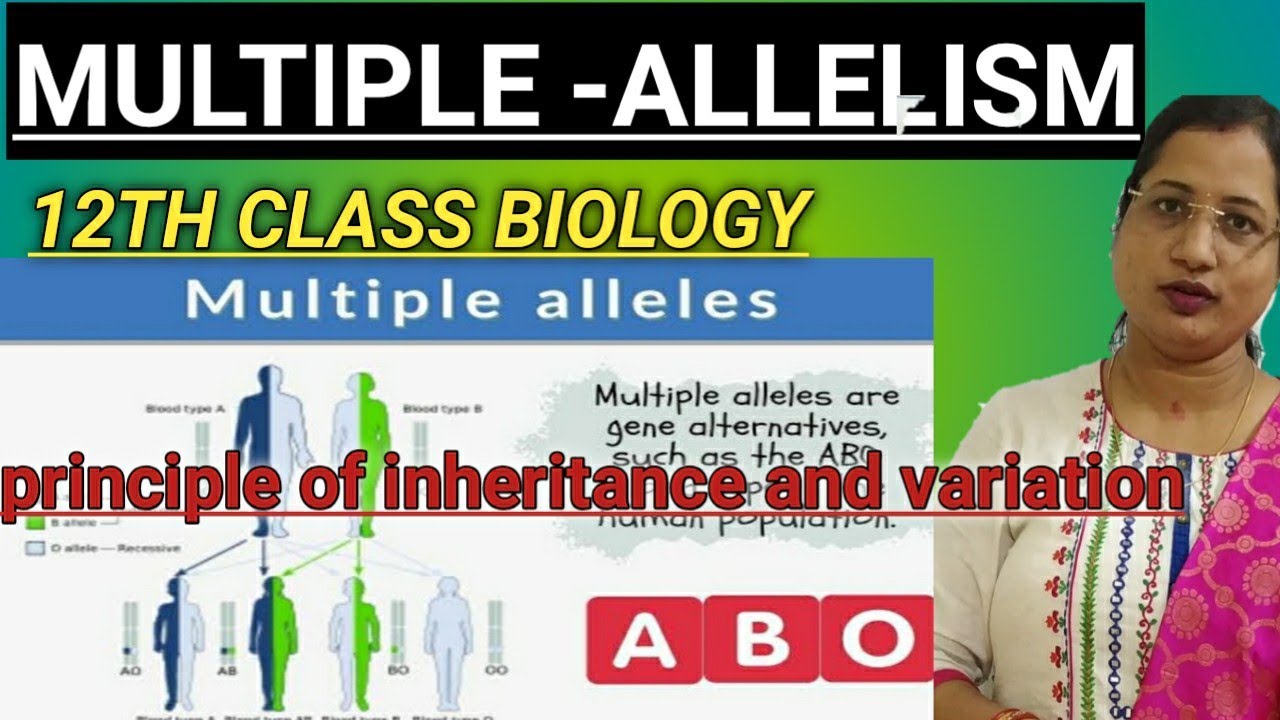 Multiple Allelism(Multiple Alleles) Principle of inheritance and variation ll 12th Class & NEET 2024