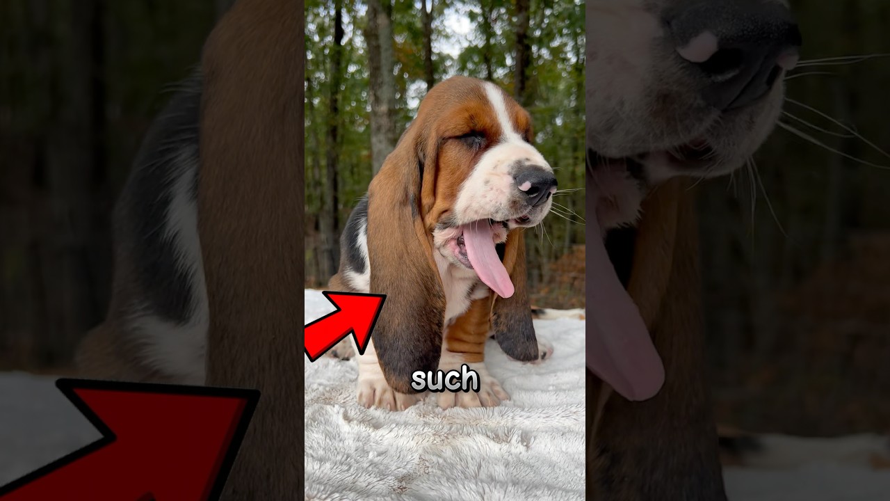 This Dog’s Ears Are UNBELIEVABLY Long! 👀😱🐾