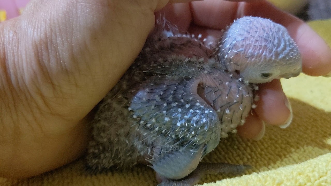 Feeding Baby PARROT 🦜: Fill Their Crop #Parrot_Bliss