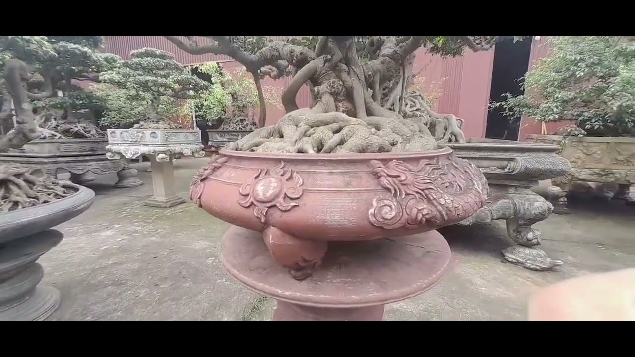Giao dịch thành công 10  cây Sanh cổ  về  vườn anh Lai xã Xuân Cẩm,  Huyện Hiệp Hòa tỉnh Bắc Giang.