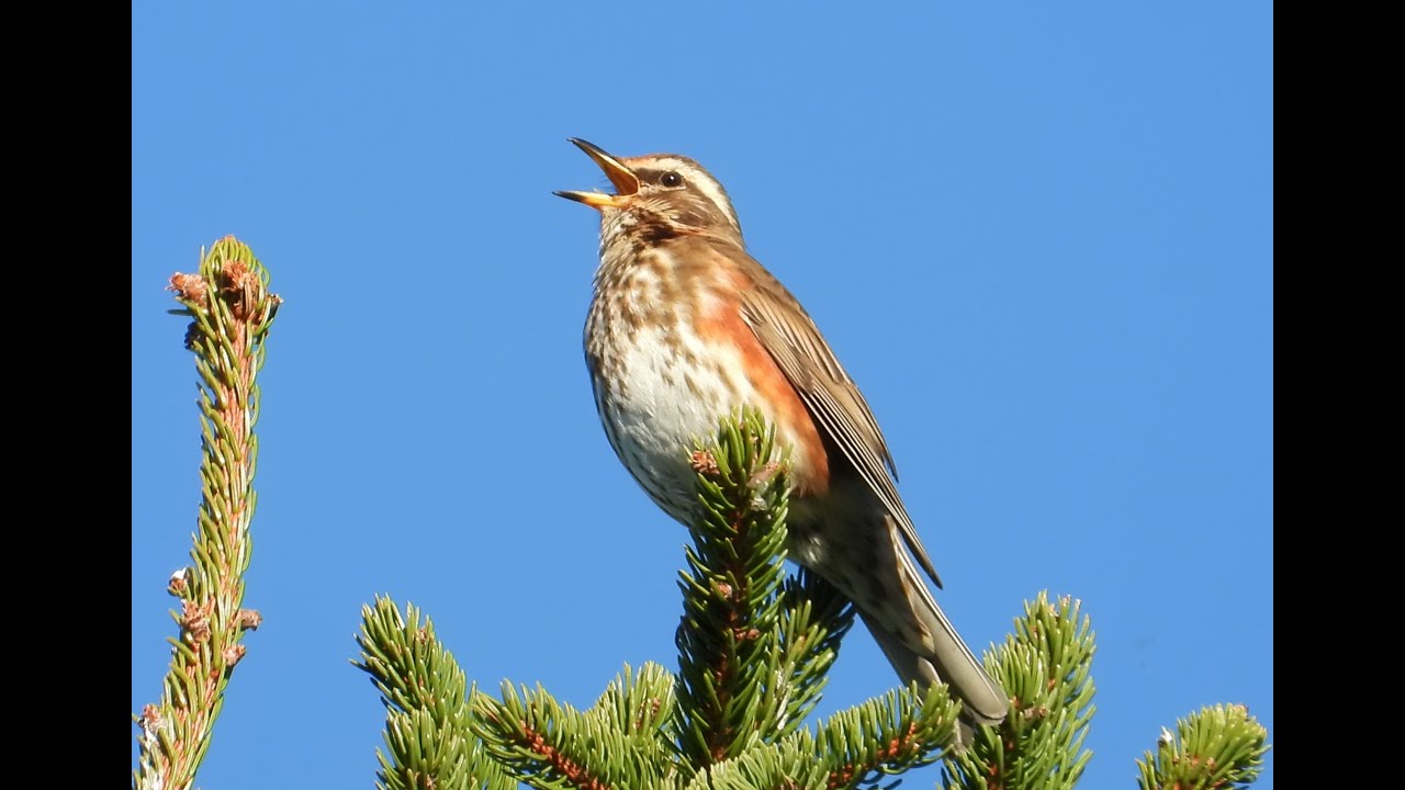 Redwing - Song Thrush and Blackbird
