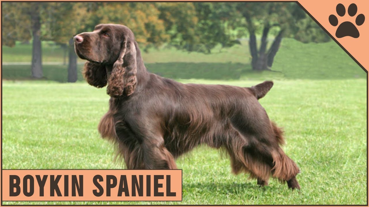 Boykin Spaniel Dog Breed Information | Dog World