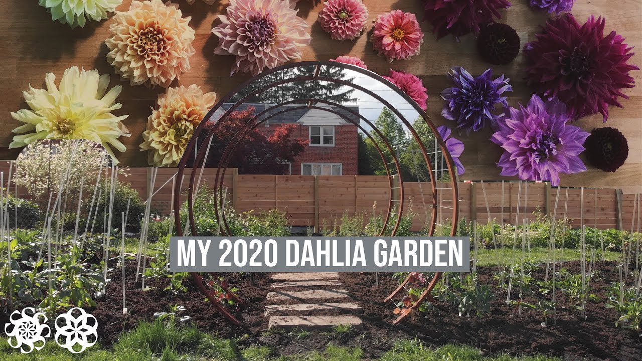 Dahlia Garden 2020- A florist's cutting garden