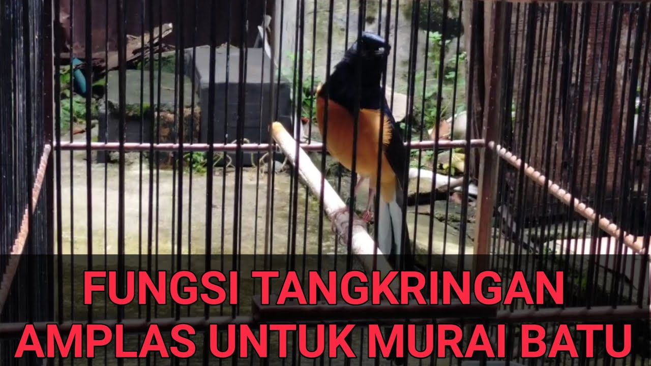 FUNGSI Dan MANFAAT TANGKRINGAN AMPLAS Untuk MURAI BATU