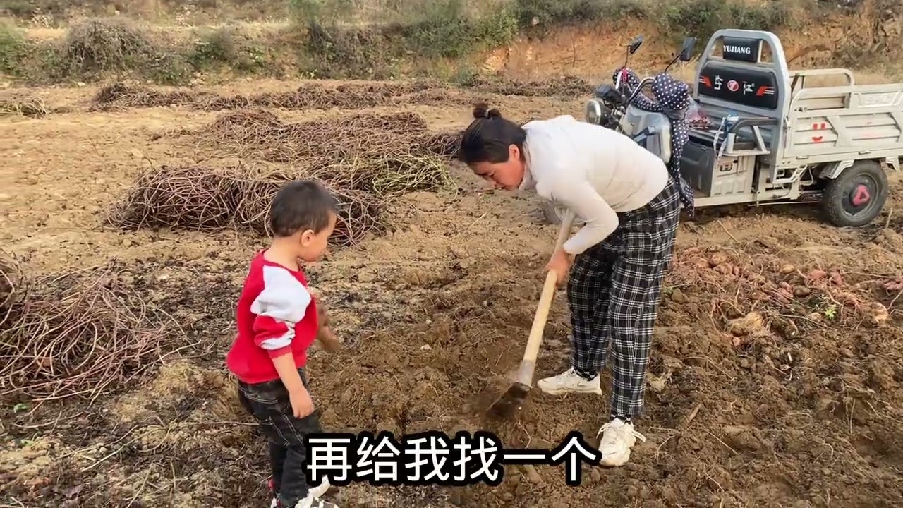 小红家红薯弄不回家，老妈起早贪黑累的腿疼，小凡凡的举动暖心窝 #一份耕耘一份收获 #干活我是认真的 #辛勤劳动者 #我的农村真实生活 #暖人心 #农村生活