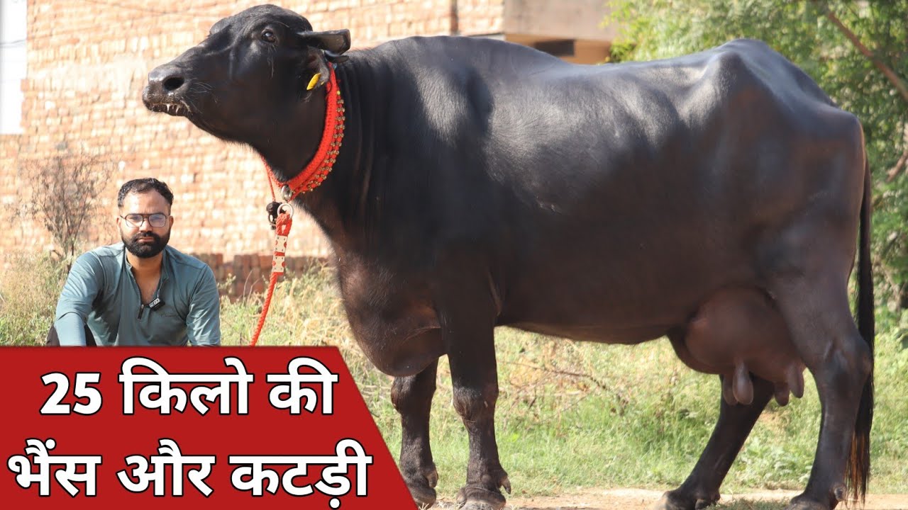 25 किलो की भैंस और खीरी कटड़ी, एक ही जगह बिक्री के लिए उपलब्ध || Kodan Dairy Farm (7982838313)