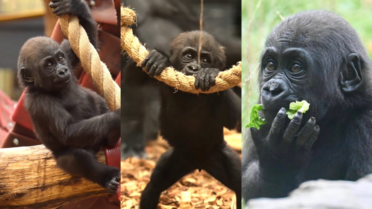 Baby Gorilla’s First Year! Venus at London Zoo Turns 1