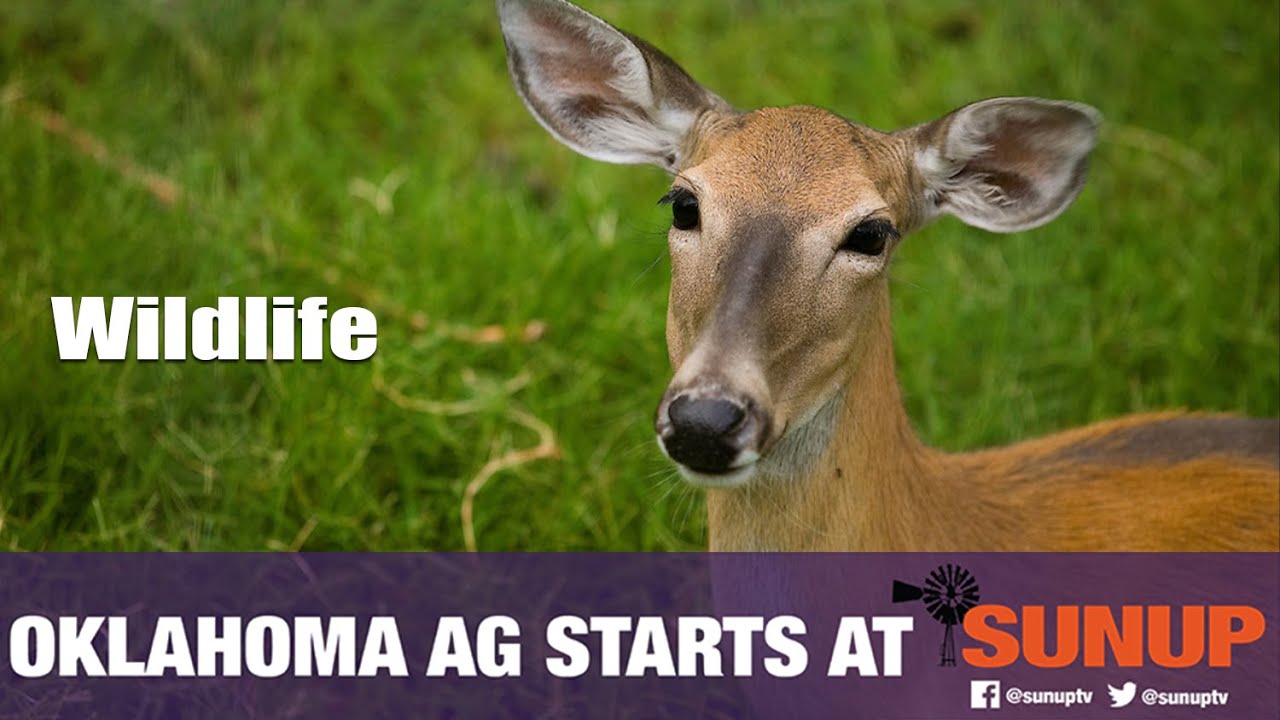 Wildlife food plot management pt. 2 (11/24/18)