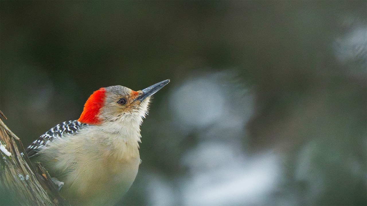Red-Bellied Woodpecker during Winter | Birdwatching in Wisconsin (4K)