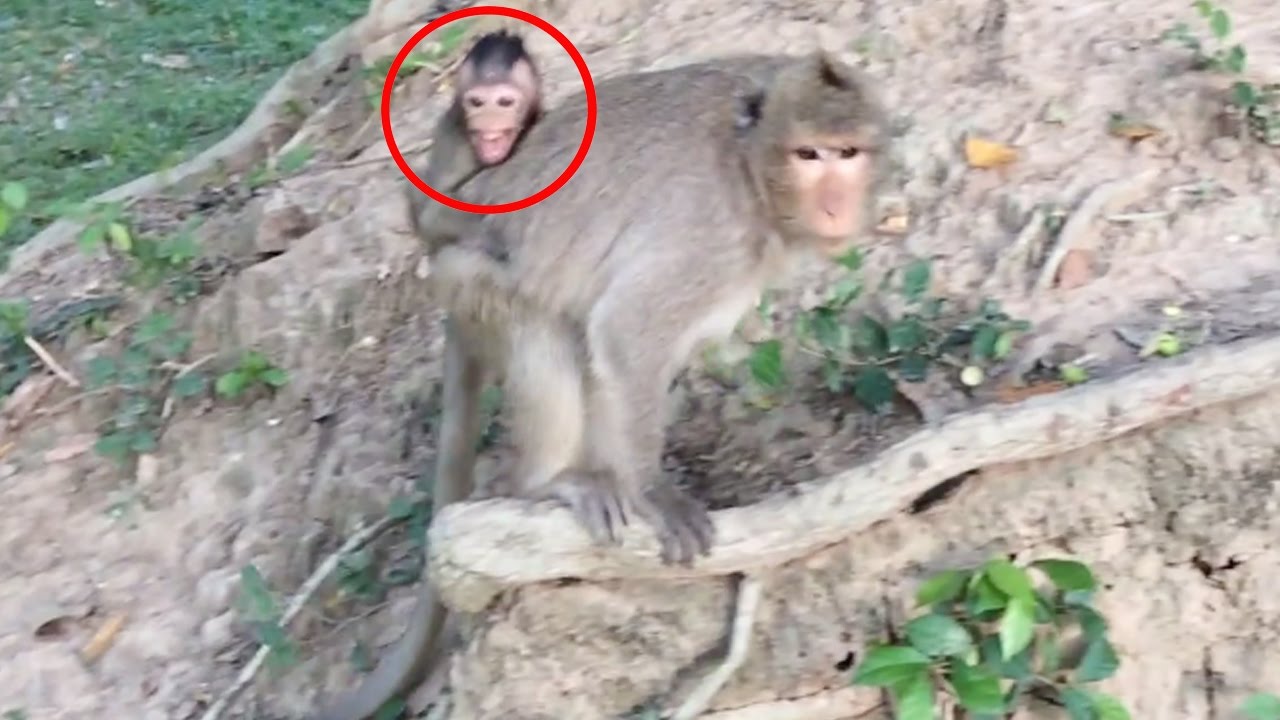 Baby monkey cry because mom monkey angry - Tube BBC