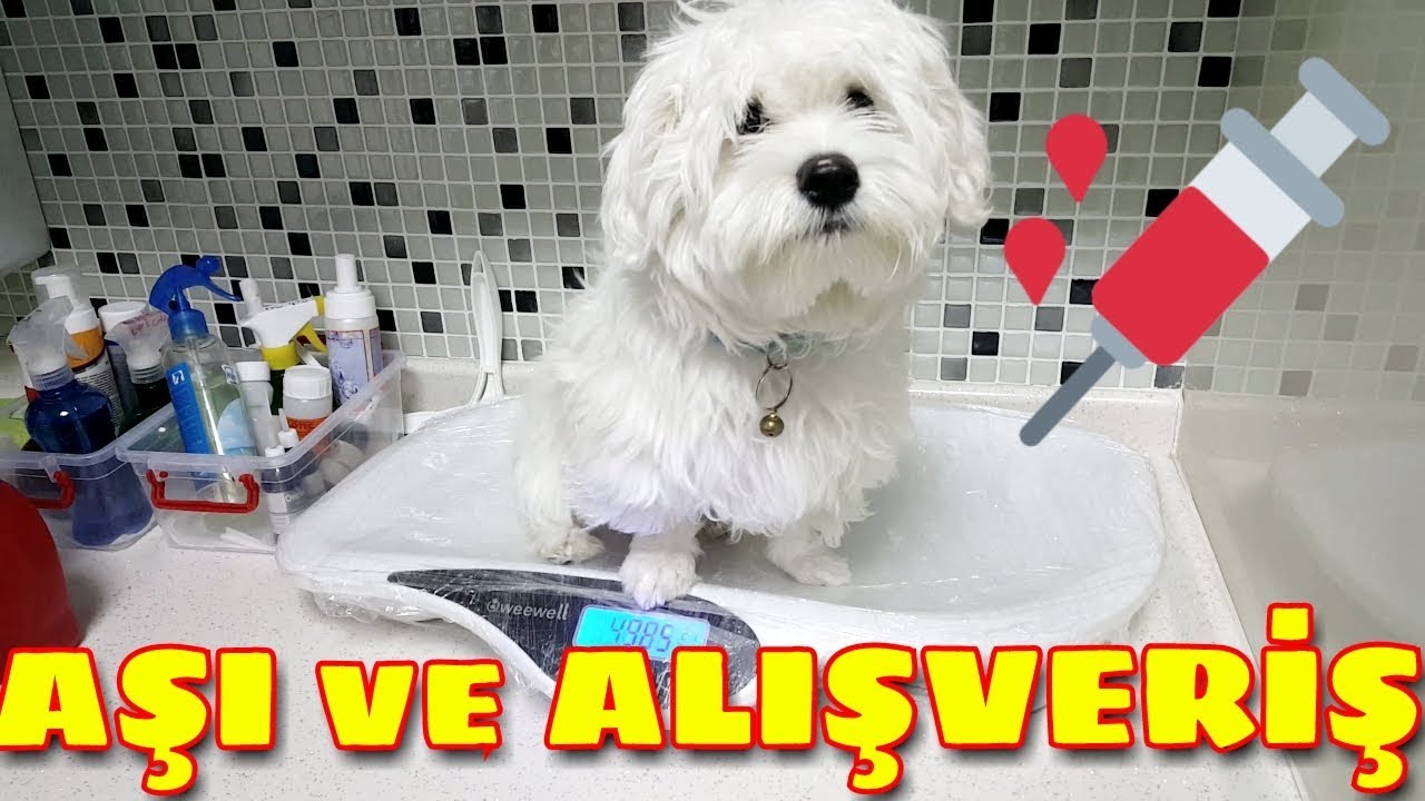 Köpeğimle Önce Aşıya, Sonra da Alışverişe Gittik [Maltese Terrier Veteriner]