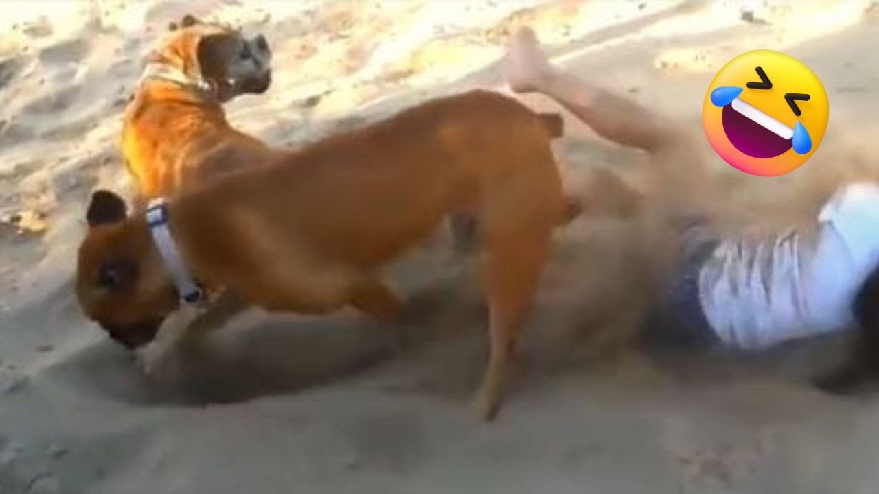 Funny Animals Video 2023 #4 🐶😹 Your Laughter Dose