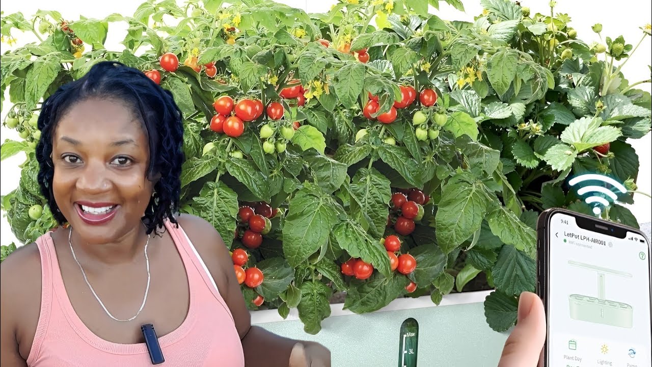 Grow Food Indoors Smart || LETPOT LPH-Air Hydroponics Growing System
