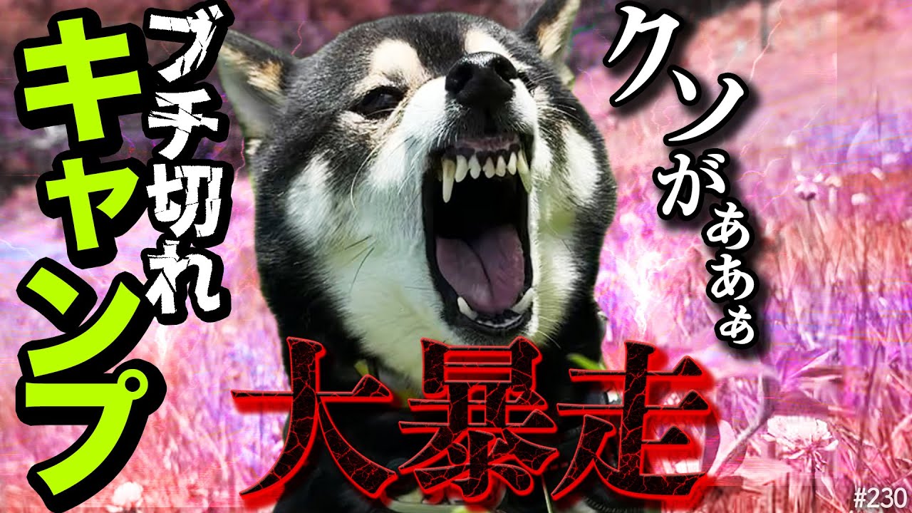 柴犬がキャンプ中、暴走して地獄