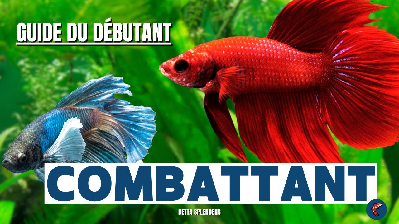 Guide pour s’occuper d’un poisson combattant (facile et complet)