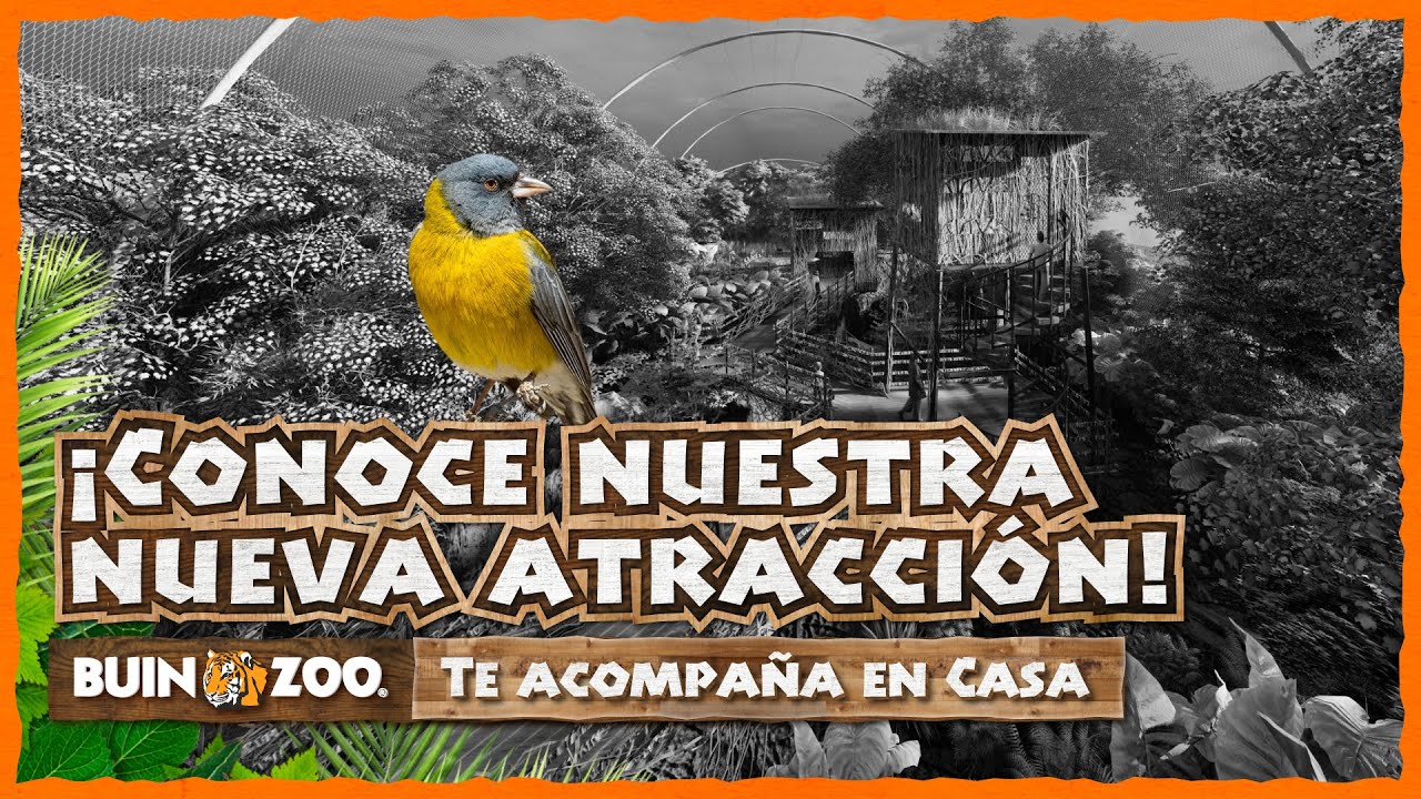 BUIN ZOO TE ACOMPAÑA EN CASA - CONOCE NUESTRA NUEVA ATRACCIÓN