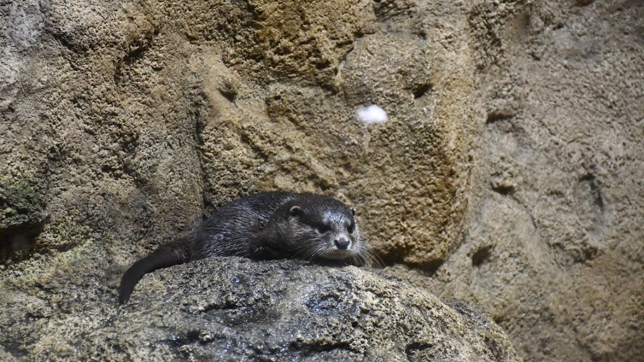 かりゆし水族館に行ってきました！