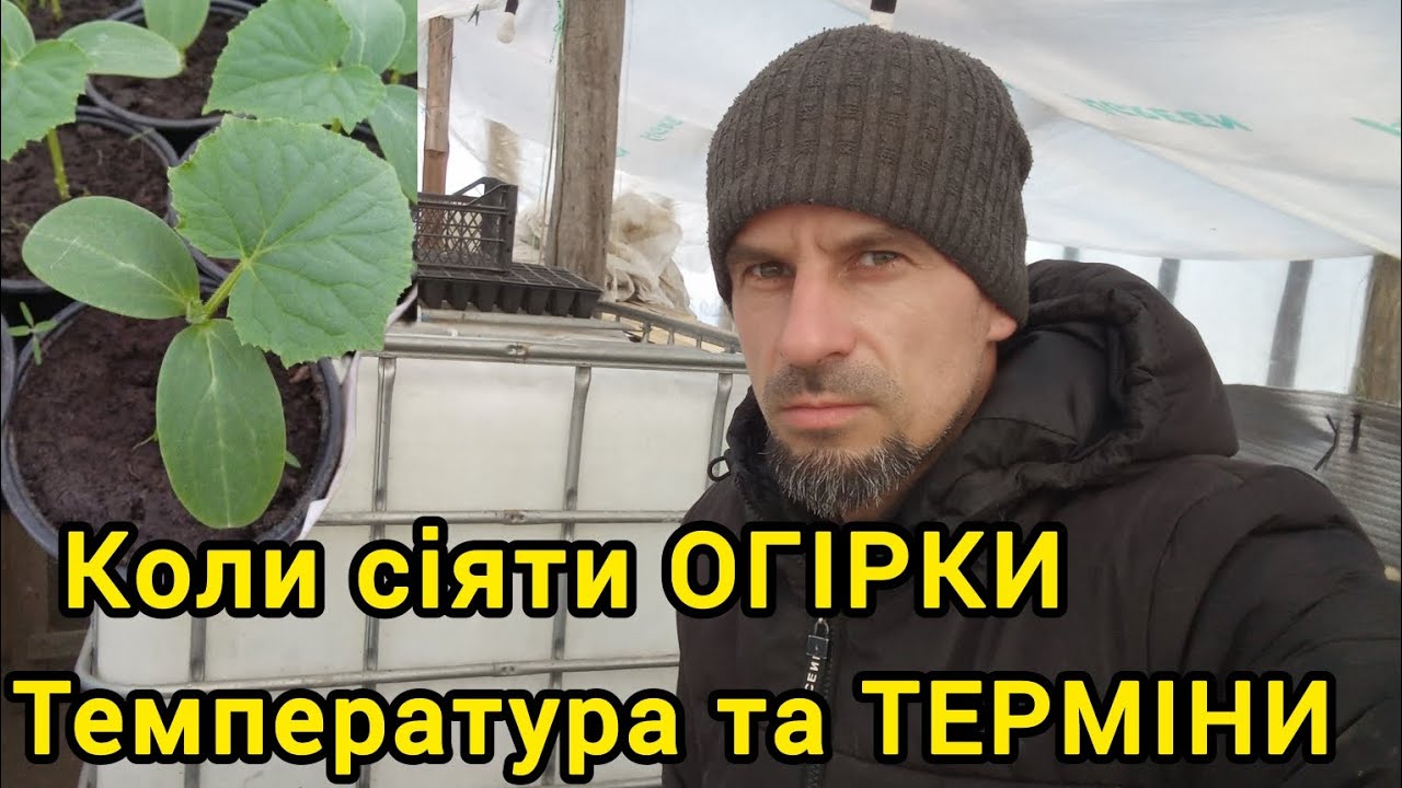 Коли сіяти огірок, температура та ТЕРМІНИ 